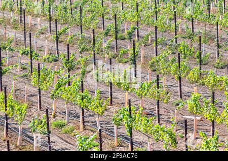 Vineyards, Temecula, California, USA, Stock Photo