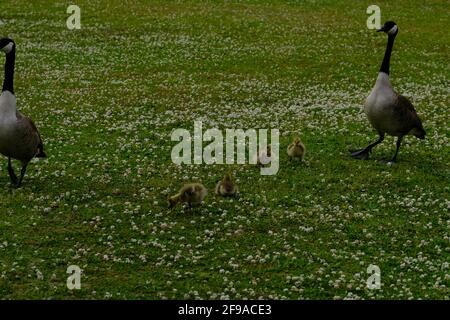 Canadian geese at public park when one female gives birth to six chicks and she and mate herd chicks and fend off an attacking hawk Stock Photo