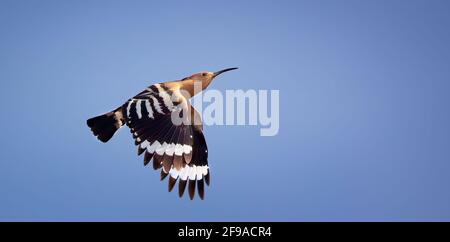 Beautiful Hoopoe captured in his magnificent flight, the best photo. Stock Photo