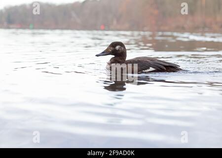 A female velvet scoter (Melanitta fusca) swimming along the waters edge of a lake photographed with a wide angle lens. Stock Photo