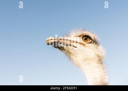 Ostrich bird head and neck front portrait on blue sky background.