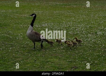 Canadian geese at public park when one female gives birth to six chicks and she and mate herd chicks and fend off an attacking hawk Stock Photo