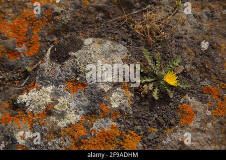 Bright yellow orange Caloplaca marina aka Orange Sea Lichen on rock, recent rains revived the vegetative body, natural macro background Stock Photo