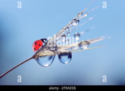 Water drops and ladybug on a dandelion seed close up. Nature background. Stock Photo