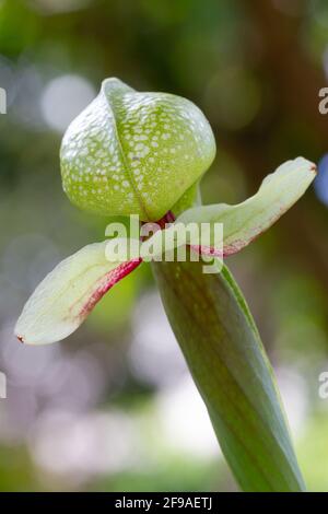 Cobra lily (Darlingtonia californica), a species of carnivorous plant endemic to northern California and Oregon. Stock Photo