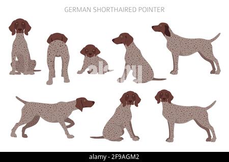 German shorthaired pointer clipart. Different poses, coat colors set.  Vector illustration Stock Vector