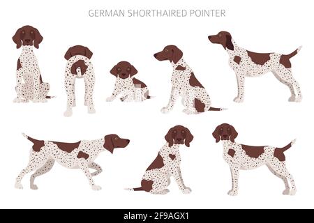 German shorthaired pointer clipart. Different poses, coat colors set.  Vector illustration Stock Vector