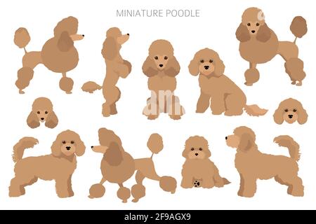 Miniature poodle clipart. Different poses coat colors set. Vector