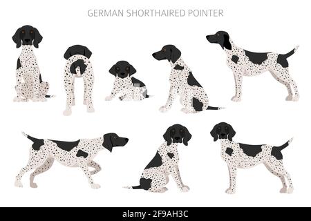 German shorthaired pointer clipart. Different poses, coat colors set.  Vector illustration Stock Vector
