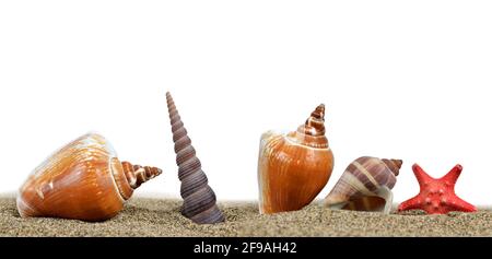 Sea shells with starfish on the sand on white background. Stock Photo