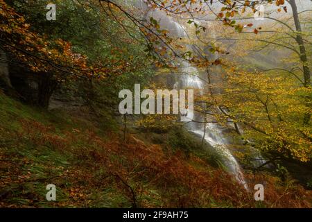 Fallen leaves add color to autumn in the forest. Otzarreta Forest, Gorbea Natural Park, Bizkaia, Spain Stock Photo