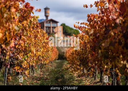 Vineyards of Rioja region with autumn colors. Sunrise time Stock Photo