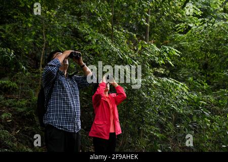 (210417) -- CHENGDU, April 17, 2021 (Xinhua) -- Xie Kongping (L) and Gu Haiyan observe wild Holcoglossum omeiense on Mount Emei in Leshan, southwest China's Sichuan Province, April 13, 2021. As an endemic species in Mount Emei area, holcoglossum omeiense is categorized as endangered and plant species with extremely small populations (PSESP). It is listed in China Species Red List, China Biodiversity Red List and Rare and Endangered Plants in China, and hence called 'panda of the plant kingdom.' Researchers such as Li Cehong and Gu Haiyan have been dedicated to the protection of the species f Stock Photo