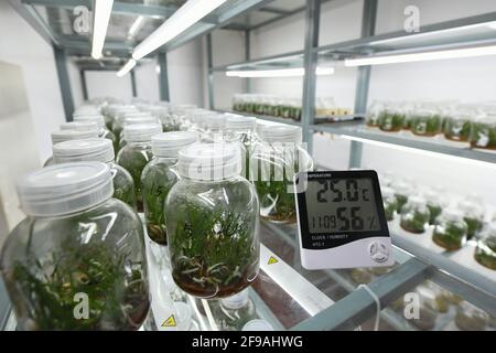 (210417) -- CHENGDU, April 17, 2021 (Xinhua) -- Photo taken on April 14, 2021 shows artificially bred holcoglossum omeiense at a laboratory in Leshan, southwest China's Sichuan Province. As an endemic species in Mount Emei area, holcoglossum omeiense is categorized as endangered and plant species with extremely small populations (PSESP). It is listed in China Species Red List, China Biodiversity Red List and Rare and Endangered Plants in China, and hence called 'panda of the plant kingdom.' Researchers such as Li Cehong and Gu Haiyan have been dedicated to the protection of the species for y Stock Photo