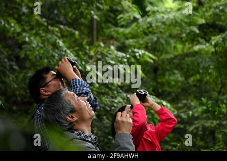 (210417) -- CHENGDU, April 17, 2021 (Xinhua) -- Li Cehong, Xie Kongping and Gu Haiyan (from front to behind) observe wild Holcoglossum omeiense on Mount Emei in Leshan, southwest China's Sichuan Province, April 13, 2021. As an endemic species in Mount Emei area, holcoglossum omeiense is categorized as endangered and plant species with extremely small populations (PSESP). It is listed in China Species Red List, China Biodiversity Red List and Rare and Endangered Plants in China, and hence called 'panda of the plant kingdom.' Researchers such as Li Cehong and Gu Haiyan have been dedicated to t Stock Photo