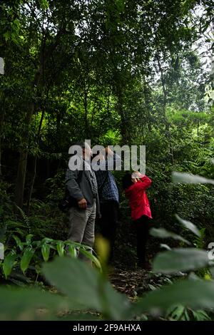 (210417) -- CHENGDU, April 17, 2021 (Xinhua) -- Gu Haiyan, Xie Kongping and Li Cehong (from R to L) observe wild Holcoglossum omeiense on Mount Emei in Leshan, southwest China's Sichuan Province, April 13, 2021. As an endemic species in Mount Emei area, holcoglossum omeiense is categorized as endangered and plant species with extremely small populations (PSESP). It is listed in China Species Red List, China Biodiversity Red List and Rare and Endangered Plants in China, and hence called 'panda of the plant kingdom.' Researchers such as Li Cehong and Gu Haiyan have been dedicated to the protec Stock Photo