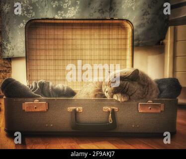 British Shorthair cat sleeping in a suitcase Stock Photo