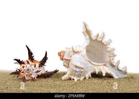 Tropical sea shell on the sand on white background. Stock Photo