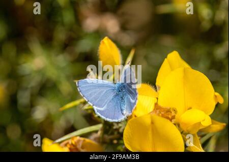 Male Holly Blue butterfly resting on gorse flower Stock Photo