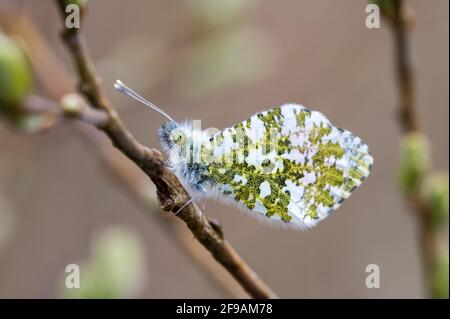 Male Orange-tip butterfly resting on twig showing under wing pattern