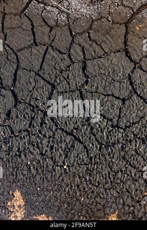 Dry soil in a bog lake Stock Photo