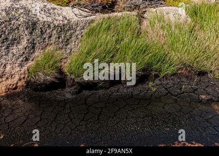 Dry soil in a bog lake Stock Photo