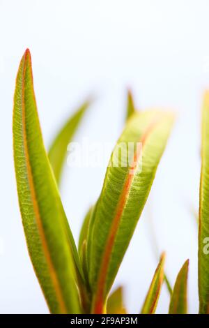 Leaves of an oleander (Nerium oleander). Stock Photo