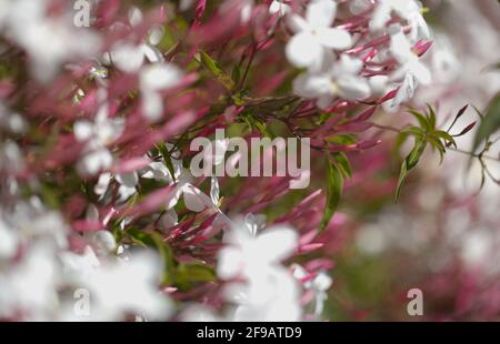 Flowering Jasminum officinale, the common jasmine natural macro floral background Stock Photo