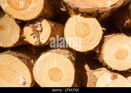 Closeup of a pile of felled tree trunks in the forest Stock Photo