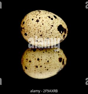 Quail eggs on a mirror,  isolated on black background Stock Photo