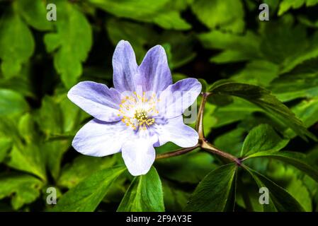 Close-up of a purple flowered wood Anemone (Anemone nemorosa) in a north London spring garden, London, UK Stock Photo