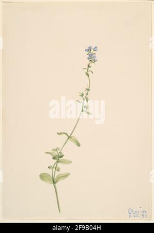 Veronica serpyllifolia, 1911. Stock Photo