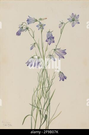 Harebell (Campanula rotundifolia), 1916. Stock Photo