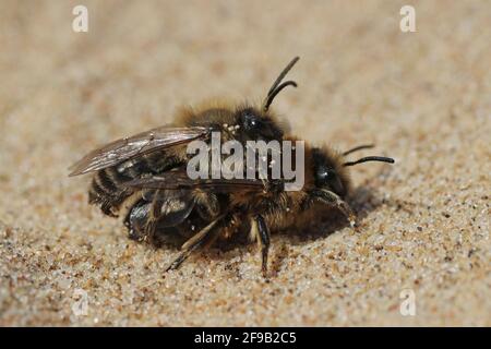 Vernal Mining Bee Colletes cunicularius - mating pair, Sefton Coast, UK Stock Photo