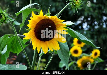 Closeup on sunflower blossom. Stock Photo
