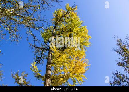 Natural view  of autumn ginkgo Biloba leaves on a tree under a clear blue sky background Stock Photo
