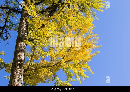 Natural view of autumn ginkgo Biloba leaves on a tree under a clear blue sky background Stock Photo