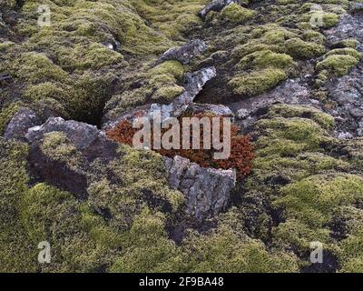Closeup view of rocky lava field of volcanic stones with red colored plant surrounded by green patterned moss near Grindavik on Reykjanes, Iceland. Stock Photo