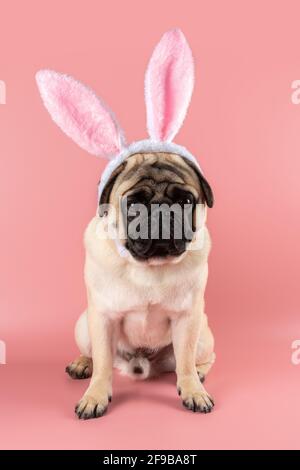 Funny Pug dog wearing Easter bunny ears on pink background. Stock Photo