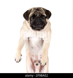 View of funny Pug dog isolated on white background. Stock Photo