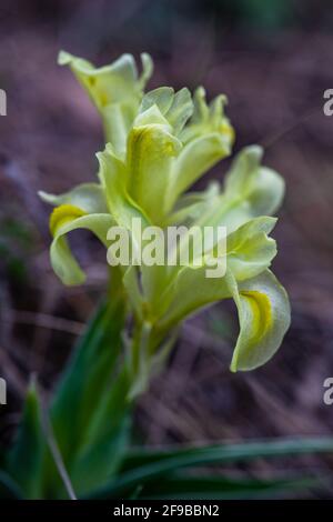 Wild Iris flowers in the spring time forest Stock Photo