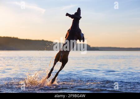 Thoroughbred German shorthaired pointer. Playful funny muscle brown dog is jumping on the water splashing it around. Amazing summer sunset. Beautiful Stock Photo