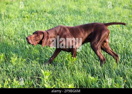 The brown hunting dog. A muscular hound, German Shorthaired Pointer, a thoroughbred, stands among the fields in the grass in the point, sniffed the sm Stock Photo