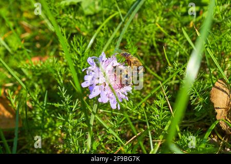 The honey bee Apis mellifera collects pollen for honey from the flower. Bee close-up Stock Photo