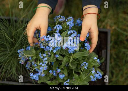 Forget-me-not flowers in small hands of little girl, garden work. Unrecognizable people, Close-up photo Stock Photo