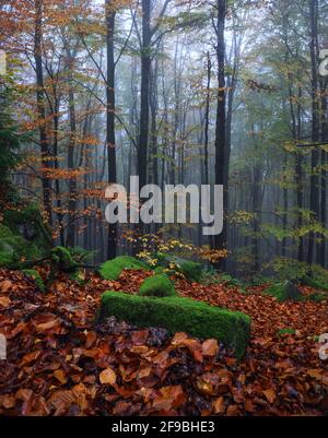 Autumn forest trees with moss and evening sun. Nature green wood ...