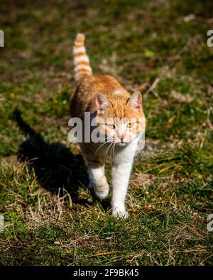 Ginger cat walking toward the camera, close-up photo of ginger kitten Stock Photo