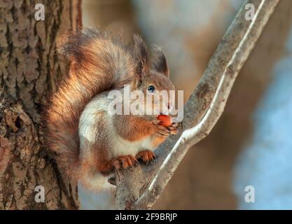 cute fluffy squirrel sitting in the park on a tree branch and appetitiously eats a hazelnut Stock Photo
