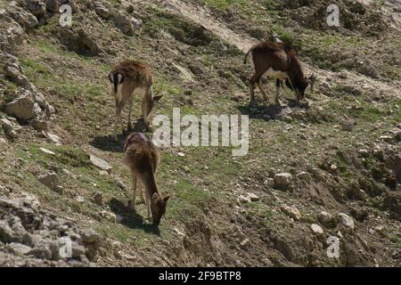 Elk grazing in a natural park and animal reserve, located in the Sierra de Aitana, Alicante, Spain. view Stock Photo