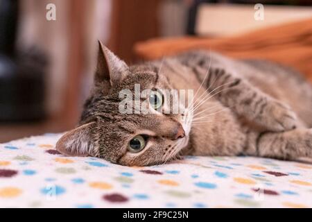 Mackerel tabby beige cat with green eyes relaxes on the couch and at the camera, pets, animals theme Stock Photo